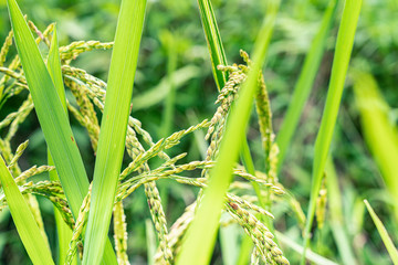 close view at ripped rice seed. gold yellow color rice in a wet paddy at Bali