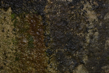 lichen on stone