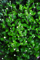 closed flower buds background. Plant texture