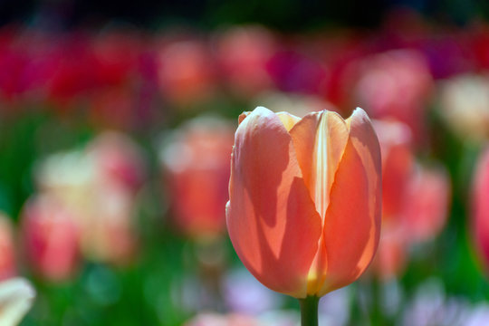 Beautiful Macro Of Tulips In The Garden, And The Concept Of Renewal. Bulbs Are A Sure Sign Of Spring.