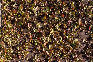 Natural Leafs in the Fall Season