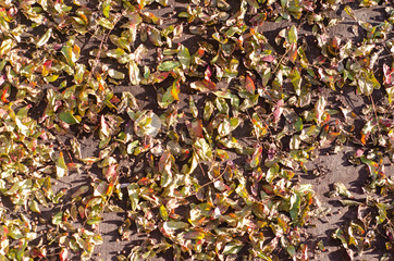 Natural Leafs in the Fall Season