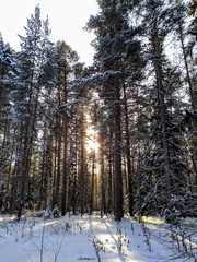 Forest in winter