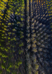 Poplar plantation with fall colors, Bobadilla, La Rioja, Spain, Europe