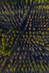Poplar plantation with fall colors, Bobadilla, La Rioja, Spain, Europe