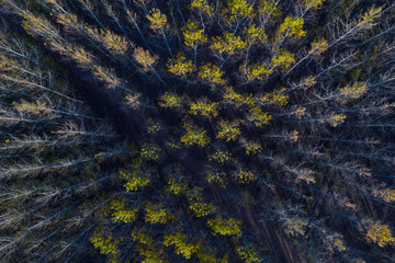 Poplar plantation with fall colors, Bobadilla, La Rioja, Spain, Europe