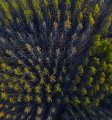 Poplar plantation with fall colors, Bobadilla, La Rioja, Spain, Europe