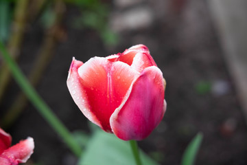 Close-up of a pink tulip flower growing on a flowerbed with a place for inscription