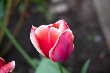Fototapeta premium Close-up of a pink tulip flower growing on a flowerbed with a place for inscription
