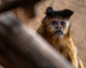one monkey sapajus libidinosus looking