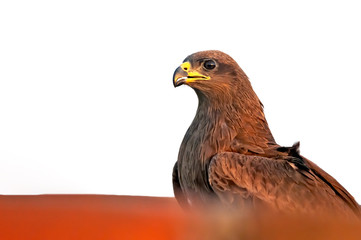 A close portrait of black kite in golden light