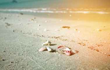 Small shells on a sandy beach.