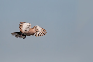 A collared dove flying in bald sky