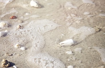 Small shells on a sandy beach.