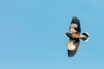 A common myna flying in blue sky