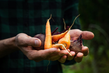 Carrots and beets in the man farmer hands in a green plaid shirt