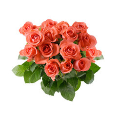 Bouquet of gorgeous coral roses isolated on white background