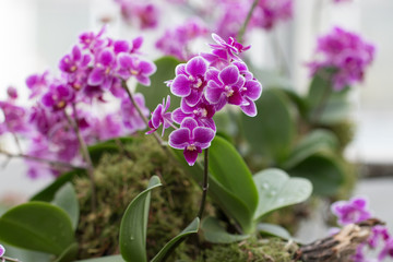 Orchidee