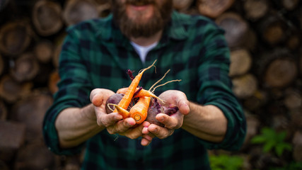 Carrots and beets in the man farmer hands in a green plaid shirt