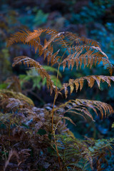 Ferns, Forest in autumn in the Tobía River Valley,  La Rioja, Spain, Europe