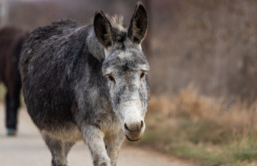 Grey donkey on the street somwhere in Romania