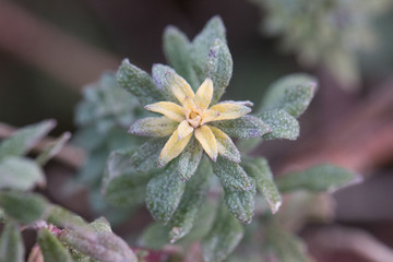 Fototapeta na wymiar Blüte