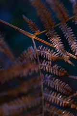 Ferns, Forest in autumn in the Tobía River Valley,  La Rioja, Spain, Europe