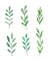 Set of green hand drawn watercolor branches. Isolated illustration on white background