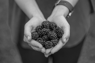 black and white blackberries in hands