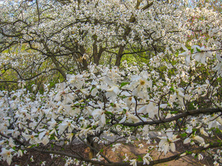 Blossoming of white magnolia flowers in spring time, natural floral seasonal background 
