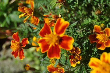 yellow flowers in the garden