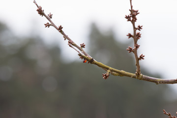 Knospen