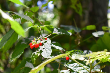 red berries on a bush