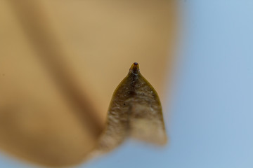 Macro image of a curved autumn leaf