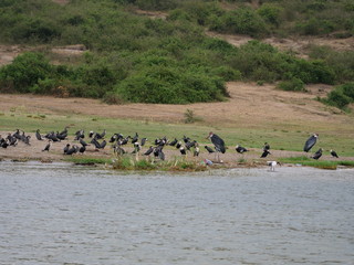 Tiere Vögel Geier Herde Africa Safari
