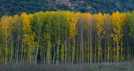 Poplar plantation with fall colors, Bobadilla, La Rioja, Spain, Europe