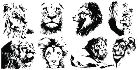 Hand drawn wild lions. vector on a transparent background
