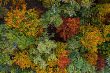 Forest in autumn in the Monastery of Valvanera, La Rioja, Spain, Europe