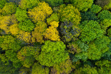 Naklejka premium Ash trees in autumn, Forest in autumn in the Monastery of Valvanera, La Rioja, Spain, Europe