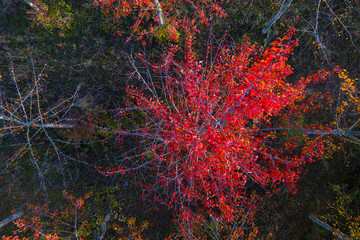 Cherry tree plantation with fall colors, Villaverde de Rioja, La Rioja, Spain, Europe