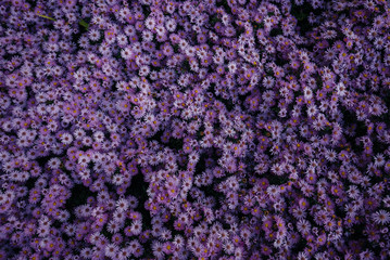 .Stunningly beautiful flower bed of purple asters. Flowers Spring