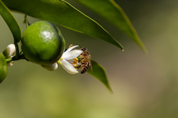 Bee on the flower of a tangerine tree