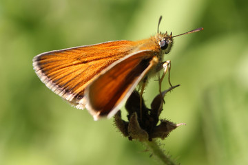 Karłątek ryska Thymelicus lineola