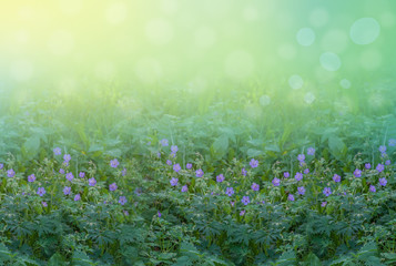 Spring summer abstract floral background. Blue lilac flowers in the grass in the sunshine