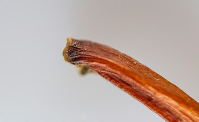 Macro image branch of a curved autumn leaf