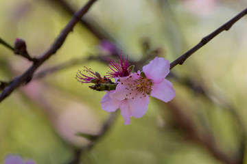 Blooming nectarine flowers