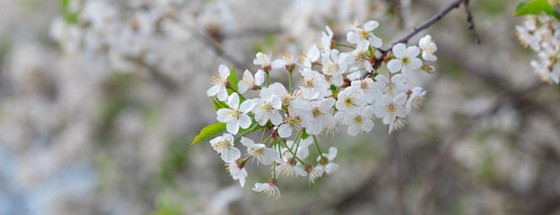 Obraz premium Full blossoming cherry tree branch with white flowers