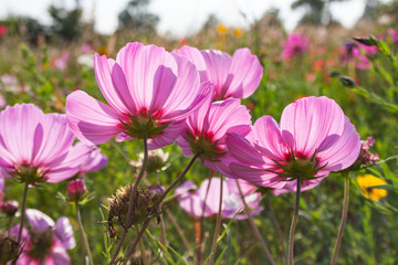 Pink cosmos flowers in the light of the setting sun, in the background, a flower meadow 