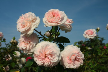 A branch covered with pale pink roses against a blue sky 