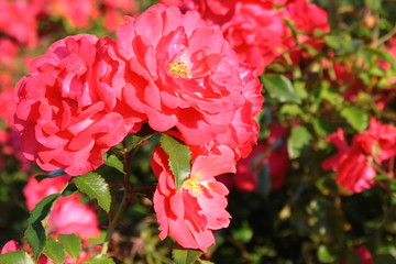 A pink rose in the sunshine